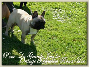 Pour-La Grande Joie for Orange Frenchies Bona-Lee