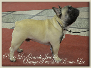Pour-La Grande Joie for Orange Frenchies Bona-Lee