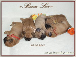 Puppies «Bona-Lee»