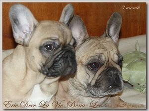 Puppies «Bona-Lee»